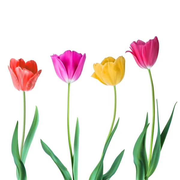 Tulipanes. Tulipanes vectoriales de color aislados sobre fondo blanco. Flores en diferentes formas para su diseño y saludos, tarjetas postales para sus seres queridos — Vector de stock