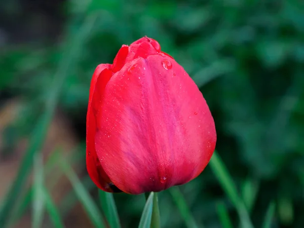 El brote rojo de Tulip primer plano con fondo verde borroso, enfoque suave. Antecedentes para el Día de las Madres, 8 de marzo y otras tarjetas de felicitación para mujeres encantadoras . — Foto de Stock