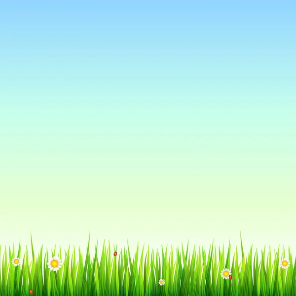 Frontera de hierba verde y natural con margaritas blancas, flor de manzanilla y pequeña mariquita roja. Plantilla para su diseño o creatividad — Vector de stock