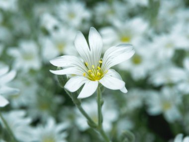 Beyaz çiçek bahçesinde. Küçük beyaz çiçek ile yumuşak odak çekim alan. Romantik ve çevre tasarımı için taze kır çiçekleri. Bulanık zemin