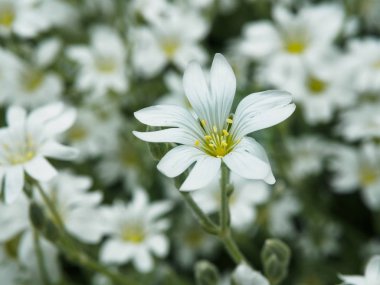 Beyaz çiçek bahçesinde. Küçük beyaz çiçek ile yumuşak odak çekim alan. Romantik ve çevre tasarımı için taze kır çiçekleri. Bulanık zemin