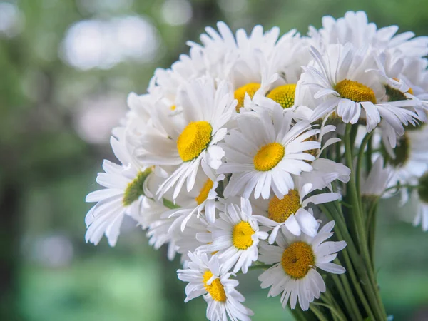 A bouquet of white field daisies on a green blurred background. Flowers with white petals and yellow pistils close-up photographed with a soft focus. Summer composition. — Stock Photo, Image