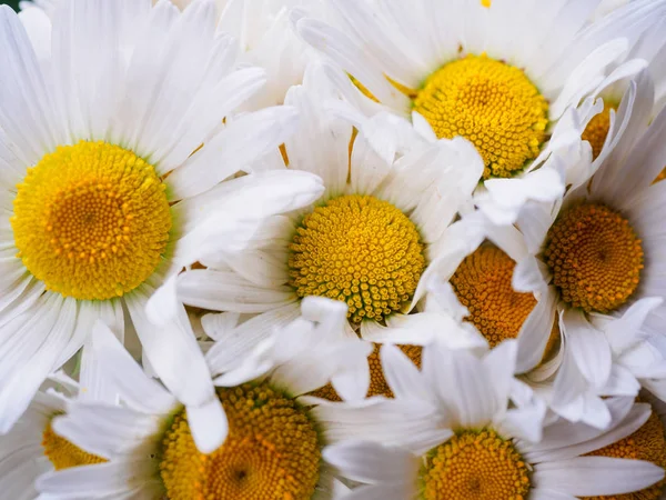 Um buquê de margaridas de campo branco em um fundo verde desfocado. Flores com pétalas brancas e pistilos amarelos close-up fotografado com um foco suave. Composição de verão . — Fotografia de Stock