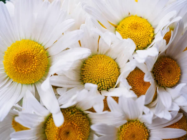 Un ramo de margaritas blancas sobre un fondo verde borroso. Flores con pétalos blancos y pistilos amarillos de cerca fotografiadas con un enfoque suave. Composición de verano . —  Fotos de Stock