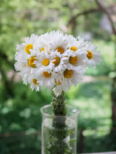 緑に白のフィールドのヒナギクの花束には、背景がぼやけています。花白い花びらと黄色い雌しべクローズ アップ ソフト フォーカスで撮影します。夏の組成. — ストック写真