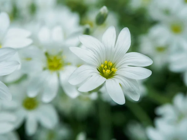 Flor blanca en el jardín. Campo de pequeñas flores blancas disparando con enfoque suave. Flores silvestres frescas para un diseño romántico y ecológico. Fondo borroso — Foto de Stock