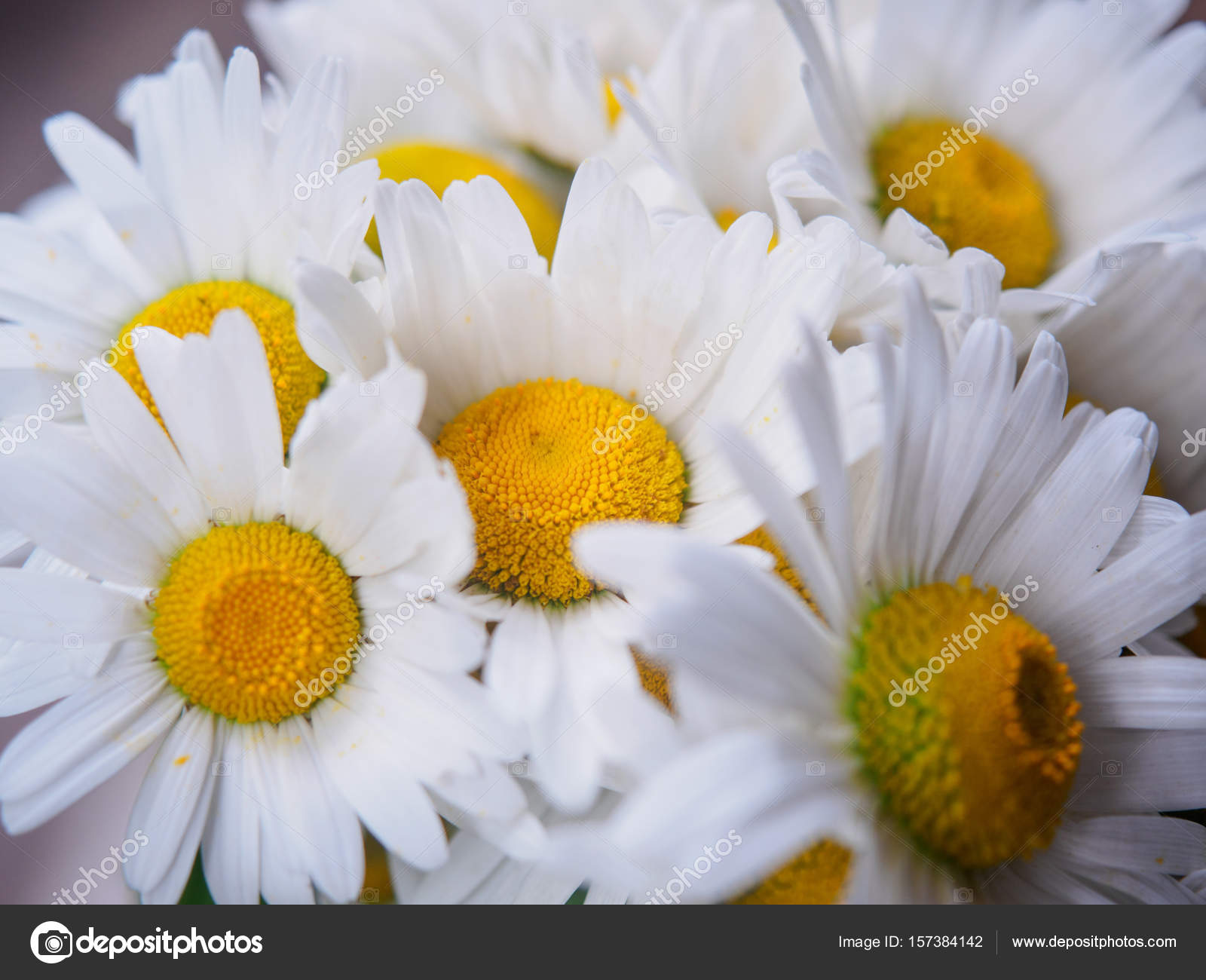 Un Bouquet De Marguerites De Champ Blanc Sur Un Arrière Plan