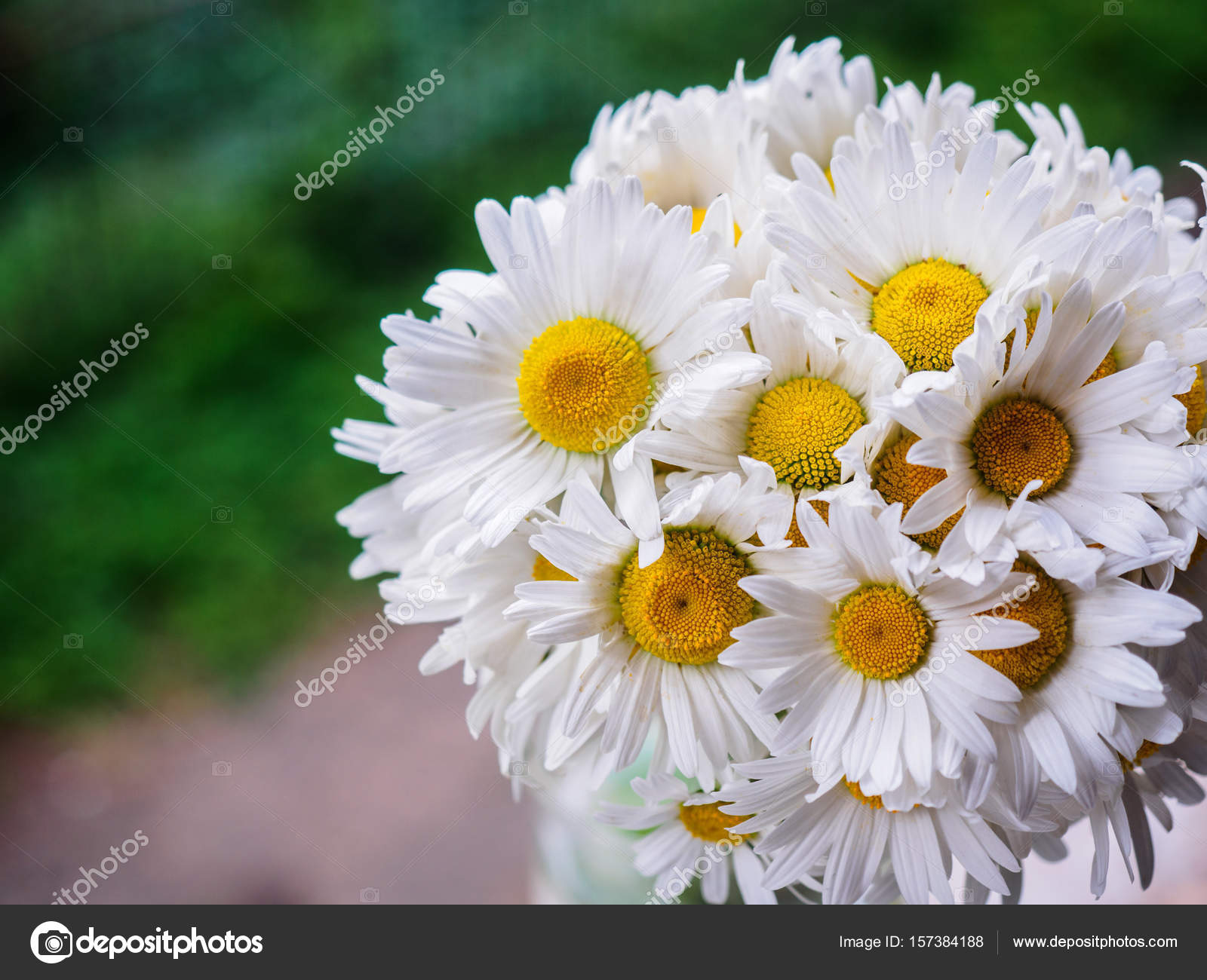 Un Bouquet De Marguerites De Champ Blanc Sur Un Arrière Plan