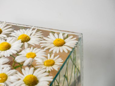 Beyaz alan papatya suda yüzen. Akvaryum closeup gölge beyaz zemin üzerine fotoğraf papatya çiçeği.