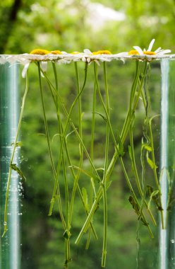 Beyaz alan papatya suda yüzen. Fotoğraf papatya çiçeği içinde belgili tanımlık akvaryum saplı arka plan bulanık ve sığ derinlik-in tarla ile kapatın. Çevre arka plan