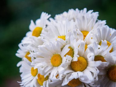 Bir buket beyaz alan papatyalar üzerinde yeşil bir arka plan bulanık. Çiçekler beyaz yaprakları ve sarı pistils yakın çekim yumuşak odak ile fotoğraflandı. Yaz kompozisyon.
