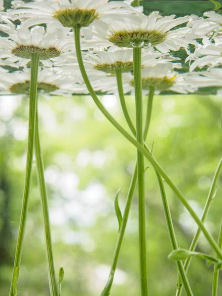 Bílé pole sedmikrásky plovoucí ve vodě. Foto heřmánku na dno, podvodní, closeup s malou hloubkou ostrosti a rozostřeného pozadí. Ekologické pozadí — Stock fotografie