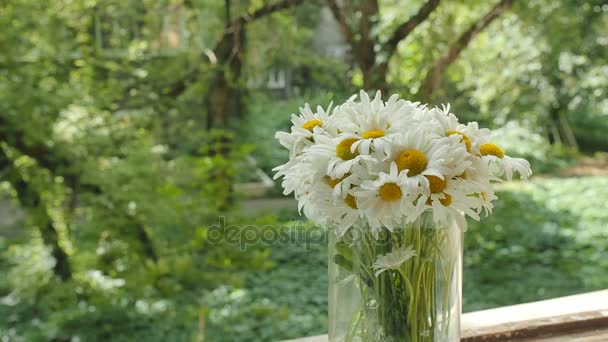 Bouquet di camomilla in vaso di vetro sulla finestra. I petali dei fiori margherita si muovono dal vento estivo. Piano generale su sfondo sfocato, soft focus. Il gioco di luci e ombre — Video Stock
