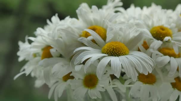 Boeket van camomiles in een glasvaas op het venster. De bloemblaadjes van de madeliefjebloemen verplaatsen uit de zomer wind. Close-up op onscherpe achtergrond, zachte focus. Het spel van licht en schaduw — Stockvideo