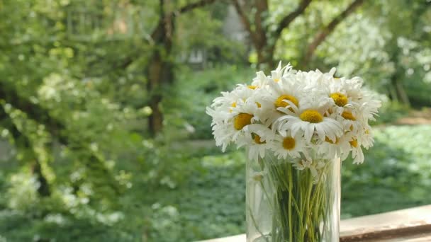 Bouquet of camomiles in a glass vase on the window. The petals of the daisy flowers move from the summer wind. Overall plan on blurred background, soft focus. The play of light and shadow — Stock Video