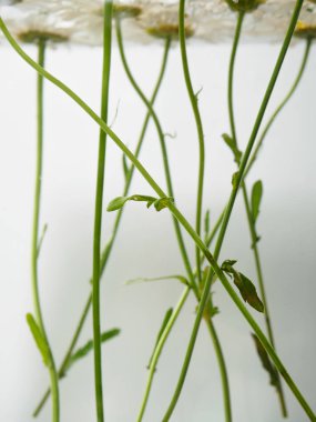 Beyaz alan papatya suda yüzen. Arka plan bulanık ve sığ alan derinliği ile alt closeup fotoğraf papatya çiçekler. Çevre arka plan