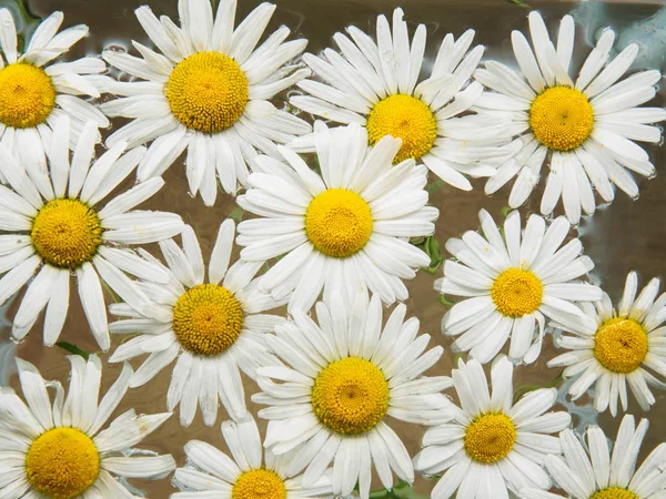 Felt af tusindfryd flyder i vandet. Kamille med dråber vand. Blomster med hvide kronblade og gule pistiller fotograferet closeup med blødt fokus på sløret baggrund. Naturbaggrund - Stock-foto
