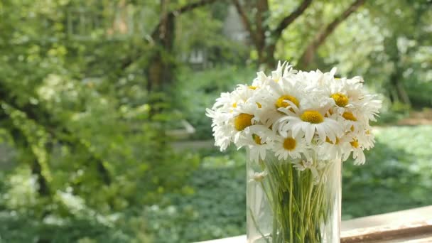 Bouquet of camomiles in a glass vase on the window. The petals of the daisy flowers move from the summer wind. Overall plan on blurred background, soft focus. The play of light and shadow — Stock Video