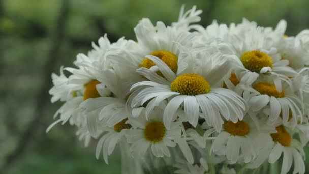 Boeket van camomiles in een glasvaas op het venster. De bloemblaadjes van de madeliefjebloemen verplaatsen uit de zomer wind. Close-up op onscherpe achtergrond, zachte focus. Het spel van licht en schaduw — Stockvideo