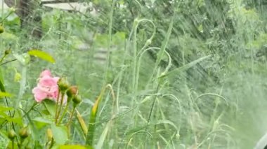 Düzlük üzerinde Bahçe, bitkileri sulama. Yeşil sürgünler sulamak için su kalın akışı