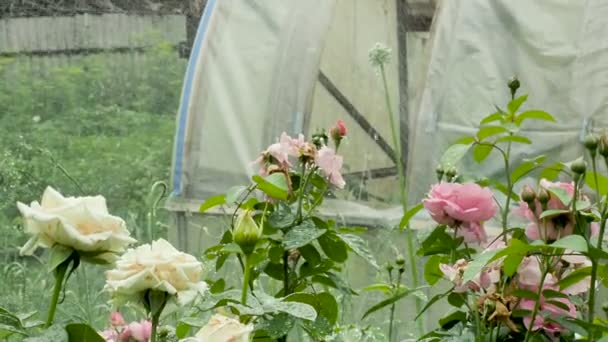 Zalévání zahrady s kvetoucí růže, zelené rostliny na cílové rovince na pozadí skleníku. Silný proud vody k zavlažování zelené výhonky — Stock video