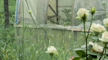 Sulama Bahçe çiçek açan gül, yeşil bitkiler sera arka plan üzerinde düzlük üzerinde. Yeşil sürgünler sulamak için su kalın akışı