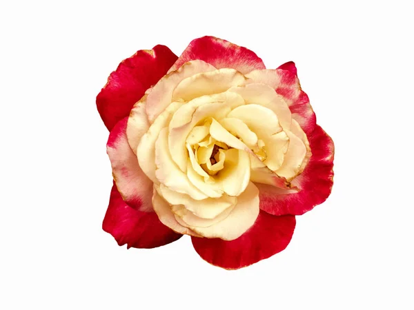 Brote de rosa amarilla. Macro, flor de primer plano aislada sobre fondo blanco. Brote de rosa cuidadosamente tallado, sin sombra — Foto de Stock