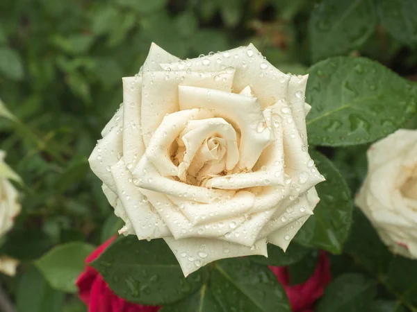 Rosa sobre fondo verde borroso con pétalos frescos. Rosa roja floreciente en el primer plano del jardín. Enfoque selectivo y suave . —  Fotos de Stock