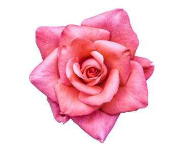 Pembe Gül bud. Makro yakın çekim çiçek beyaz arka plan üzerinde izole. Özenle oyulmuş gül bud, bir gölge olmadan