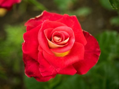 Yeşil arka plan bulanık taze yaprakları üzerinde yükseldi. Kırmızı Çiçek Bahçe yakın yükseldi. Seçici, yumuşak odak.