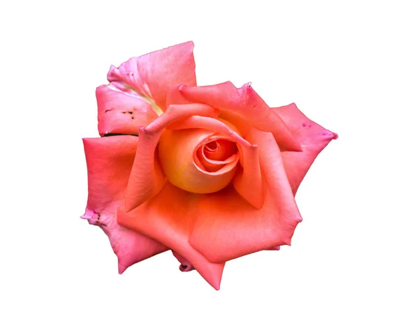 Rosa Rosenknospe. Makro, Nahaufnahme Blume isoliert auf weißem Hintergrund. sauber geschnitzte Rosenknospe, ohne Schatten — Stockfoto