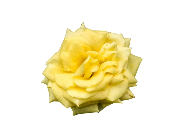 Brote de rosa amarilla. Macro, flor de primer plano aislada sobre fondo blanco. Brote de rosa cuidadosamente tallado, sin sombra — Foto de Stock