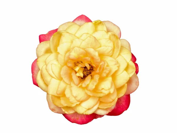 Bourgeon de rose jaune. Macro, fleur en gros plan isolée sur fond blanc. bourgeon rose soigneusement sculpté, sans ombre — Photo