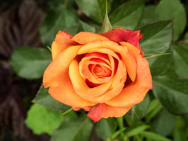 Rosa sobre fondo verde borroso con pétalos frescos. Rosa roja floreciente en el primer plano del jardín. Enfoque selectivo y suave . — Foto de Stock