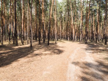 Yaz parlak güneşli bir günde çam ormanı. Uzun boylu pines asfaltsız, kumlu yolda. Gölgeler parlak gün ortasında Güneş'ten.