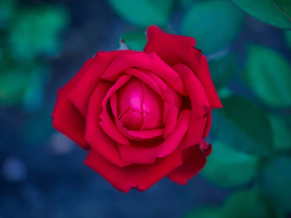 Rosa sobre fondo borroso verde con pétalos rojos. Brote floreciente de la rosa roja en el jardín. Selectivo, enfoque suave, vista de la parte superior . — Foto de Stock