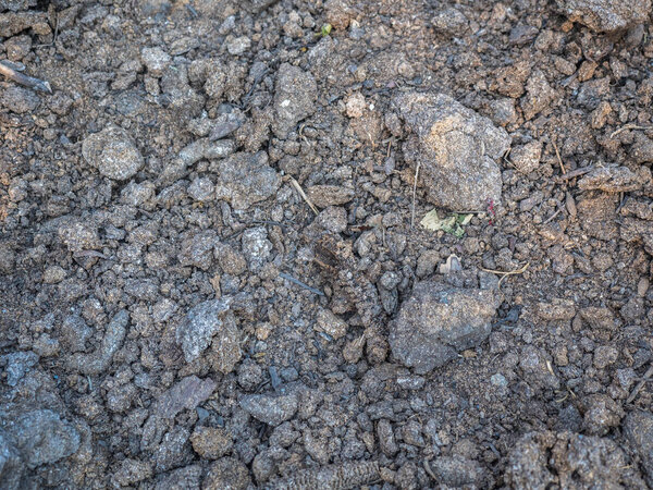 Texture of dry humus close-up. Cultivated soil, dirt ground, brown land background. Organic agriculture, gardening. Environmental texture, pattern. Mud on field close-up