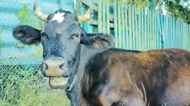 Klasszikus tejet a tehén legelő. Tehén füvet eszik a kerítés hátteret szereplő legyek. Haszonállat, mezőgazdaság-ipar — Stock videók