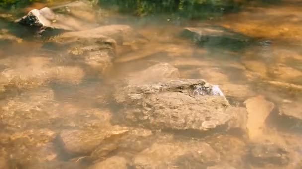 Μικρό ποτάμι στο η μέρα του καλοκαιριού. Ρέει νερό close-up. Στο κάτω μέρος του ρέματος, κάτω από το νερό, ορατή πέτρες. Η θέα μέσα από το νερό. Σαφή ηλιόλουστη ημέρα στις όχθες του κολπίσκου — Αρχείο Βίντεο