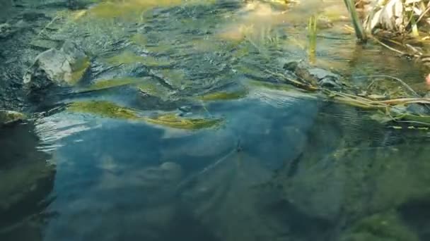 Pequeno rio no dia de verão. Fluindo água close-up, pedras molhadas cobertas de musgo. Arbustos de juncos balançando ao vento em um dia ensolarado claro nas margens do riacho — Vídeo de Stock