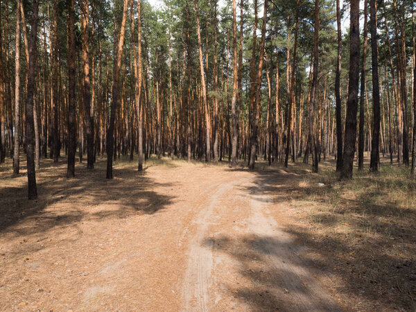 Summer pine forest on bright Sunny day. Unpaved, sandy road through the tall pines. Shadows from the bright midday sun.