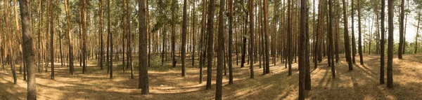 Large panorama, paysage de vieille forêt de pins par une journée ensoleillée. Ombres du soleil de midi . — Photo