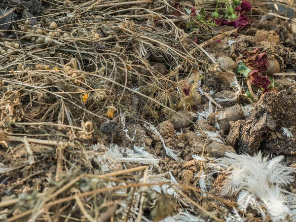 Мусорная куча сухой травы, куриные перья, гнилые овощи и старые сушеные цветы крупным планом. Гниющие и гниющие органические обломки сфотографированы с мягким фокусом — стоковое фото