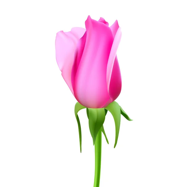 Realistische Rosenknospe mit Stiel und Blättern. Nahaufnahme, isoliert auf weißem Hintergrund die Blütenknospe der Rose. das Symbol der Romantik und Liebe, eine Vorlage für eine Grußkarte, 3D-Illustration — Stockvektor