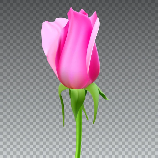 Realistische Rosenknospe mit Stiel und Blättern. Nahaufnahme, isoliert auf transparentem Hintergrund die Blütenknospe der Rose. das Symbol der Romantik und Liebe, eine Vorlage für eine Grußkarte, 3D-Illustration — Stockvektor