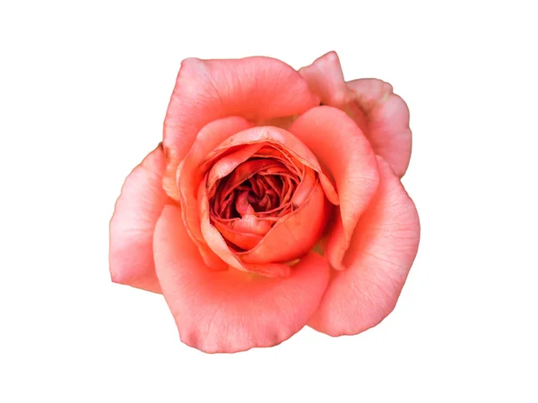 Różowy pączek róży. Makro, szczegół kwiat na białym tle. Starannie rzeźbione Róża pączek, bez cienia — Zdjęcie stockowe
