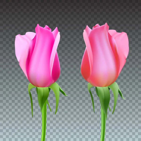 Реалістичні троянди Бад зі стеблом і листям. Крупним планом, ізольовані на прозорому тлі квітковий бутон троянди. Символ романтики і любові, шаблон для вітальної листівки, 3D ілюстрація — стоковий вектор