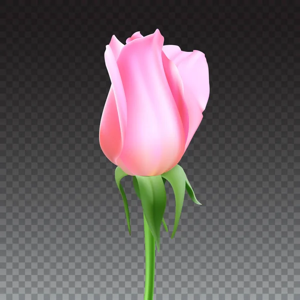 Realistyczny rose Bud z łodyga i liście. Zbliżenie, na przezroczystym tle pąk róży. Symbol romans i miłość, szablon dla karty z pozdrowieniami, ilustracja 3d — Wektor stockowy