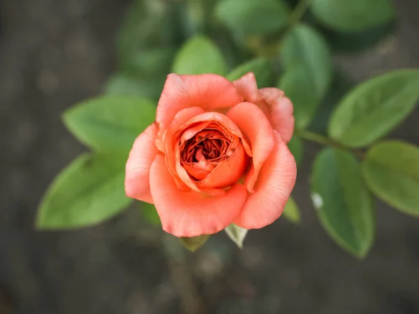 Rosa sobre fondo borroso verde con pétalos rojos. Brote floreciente de la rosa roja en el jardín. Selectivo, enfoque suave, vista desde un lado . — Foto de Stock