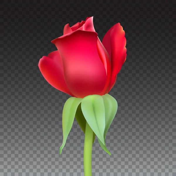 Realistické růže Bud s stonek a listy. Closeup, izolované na průhledné pozadí poupě růže. Symbolem romantiky a lásky, šablonu pro blahopřání, 3d obrázek — Stockový vektor